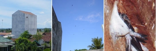 ツバメの巣_美容