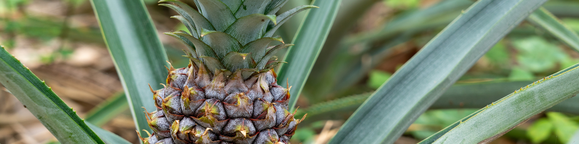 パイナップル粕