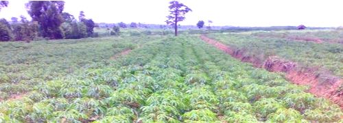 タピオカ_キャッサバいも