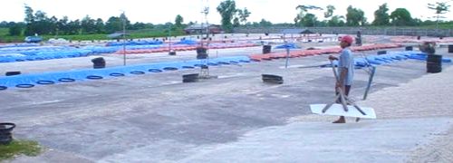 タピオカでんぷん_キャッサバ