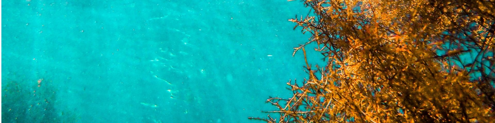 ホンダワラ_海藻粉末